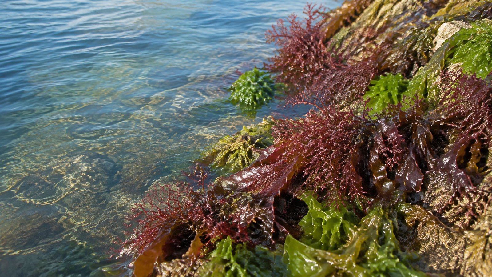 Red and green seaweed in clear coastal water, illustrating natural raw materials