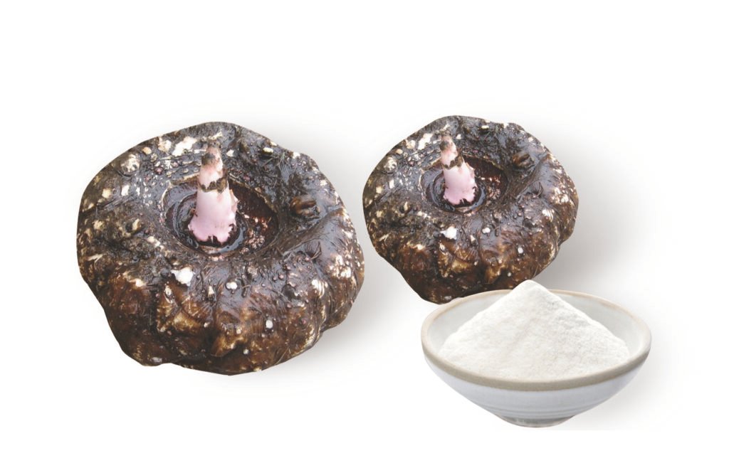 Konjac roots and white konjac gum powder